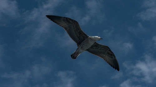 Low angle view of seagull flying against sky