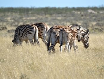 Zebras on field against sky