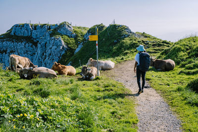 Rear view of two horses on road