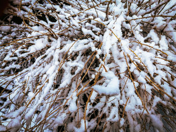 High angle view of snow covered tree