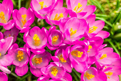 Close-up of pink flowers