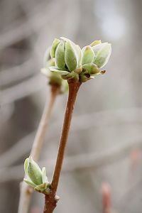 Close-up of succulent plant