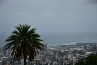 Palm trees by sea against sky in city