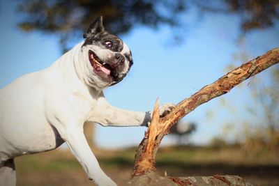 French bulldog on branch