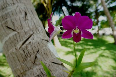 Close-up of flowers blooming outdoors