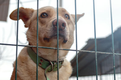 pet