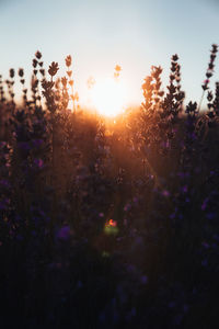 Sun shining through purple flowers on field during sunset