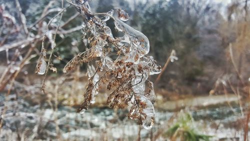 Ice on branch at forest