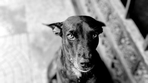 Close-up portrait of dog against blurred background