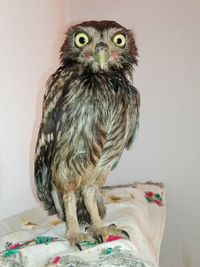 Portrait of owl against wall