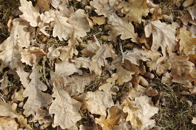 Full frame shot of dry leaves on field