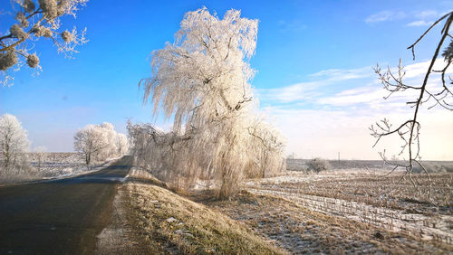 Low angle view of trees against sky