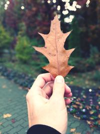 Close-up of hand holding maple leaf