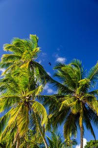 Low angle view of coconut palm trees against blue sky