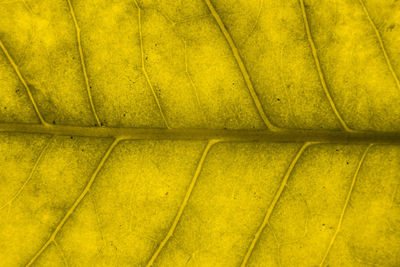 Full frame shot of yellow leaf