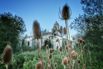 View of plants against clear blue sky