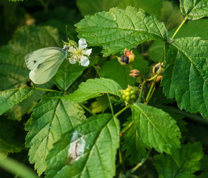 Close-up of flowers