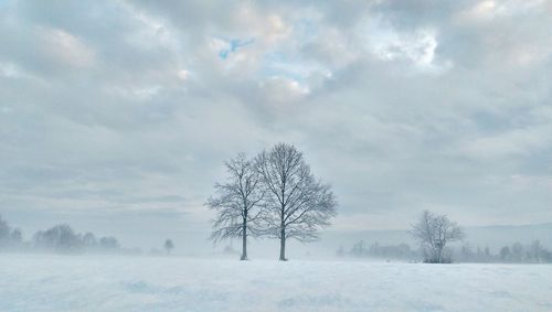 Bare trees on snow covered field