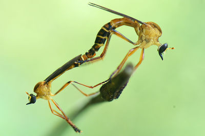 Close-up of insect