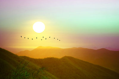 Flock of birds flying in the sky