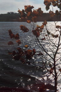 Reflection of trees in water