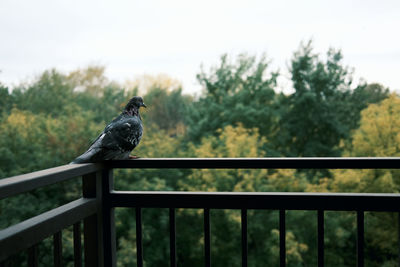 Bird perching on railing against sky