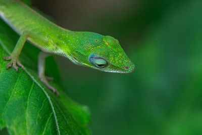 Close-up of green lizard