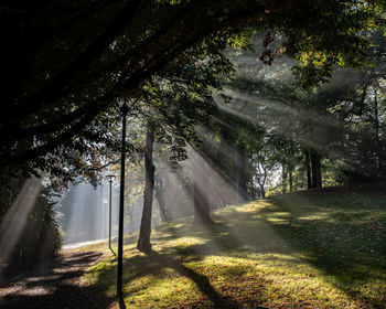 Sunlight streaming through trees in forest