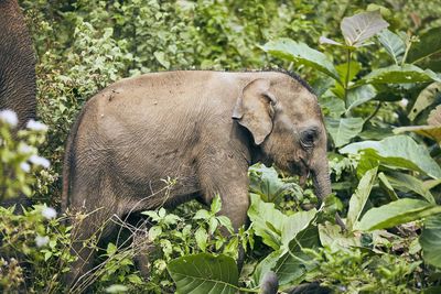 Calf grazing on amidst plants