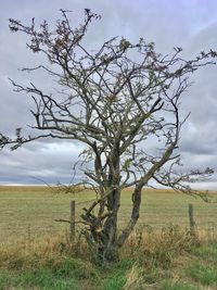 Bare tree on field against sky