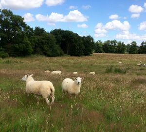 Sheep on field against sky