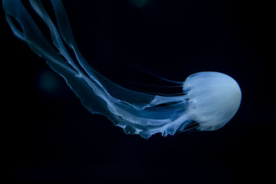 Close-up of jellyfish against black background