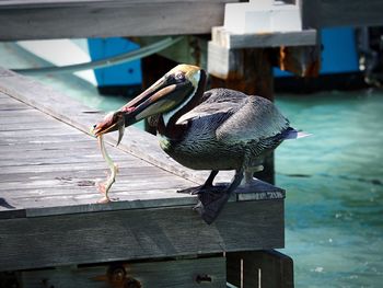 Close-up of bird perching on wooden post