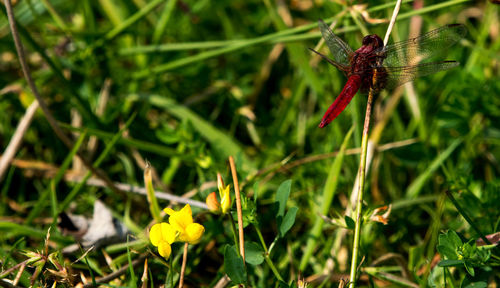 Close-up of insect pollinating on flower