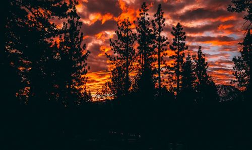 Silhouette trees against sky during sunset