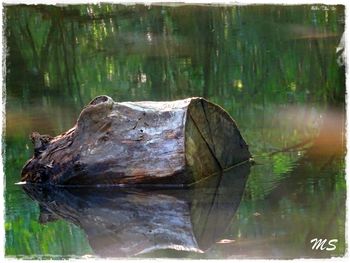 Close-up of turtle in water