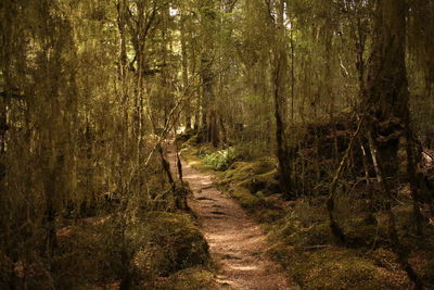 Trail amidst trees in forest