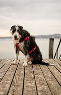 Portrait of dog on pier