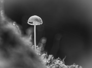 Close-up of mushroom growing on land