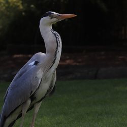 Close-up of a bird on field