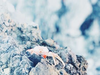 Close-up of a rock in snow