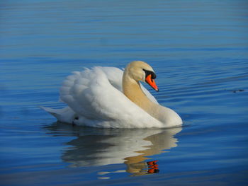 Swan swimming in lake