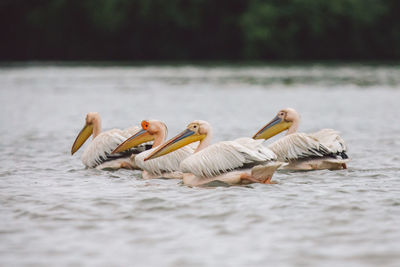 View of pelicans swimming in lake