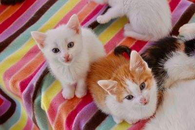 Portrait of cute kitten