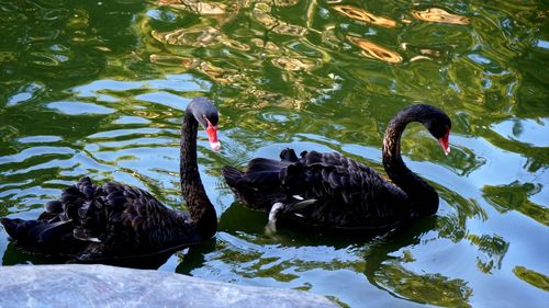 Black swan swimming in lake