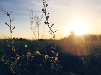 Close-up of plant growing on field at sunset