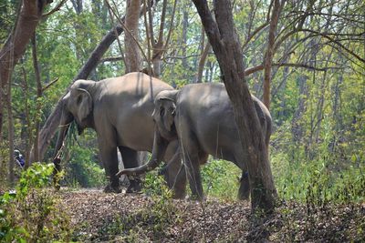 Elephant valley in chiang rai, thailand 