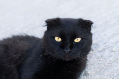 Portrait of black cat