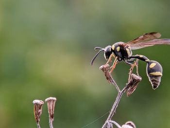 Close-up of insect on plant