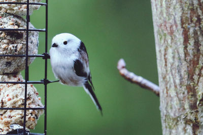 Close-up of tail titt perching on tree